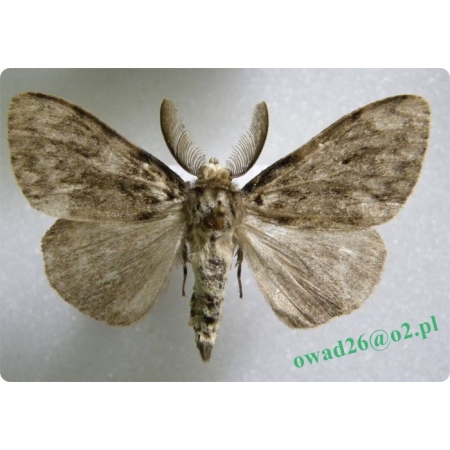 Lymantria monacha (Linnaeus, 1758) male